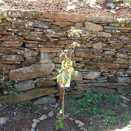 Casa De Carvalho Lys Cinfães
